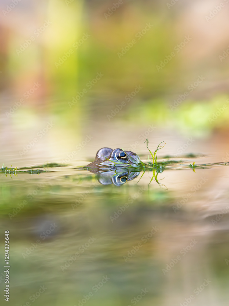 Close Up of a Common Frog Head in an Urban Pond
