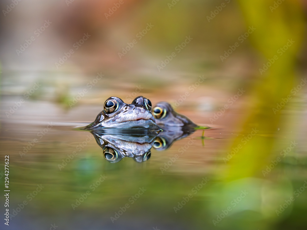 Close Up of a Common Frog Head in an Urban Pond