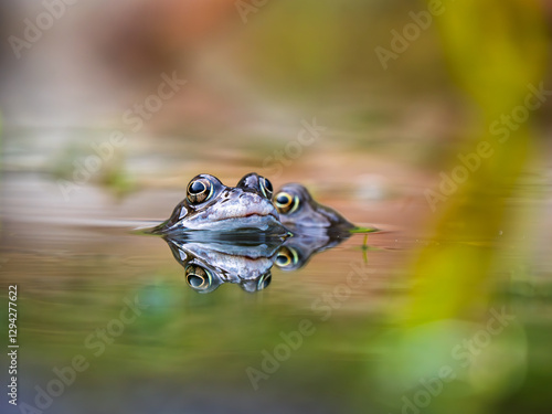 Obraz na płótnie Close Up of a Common Frog Head in an Urban Pond w salonie