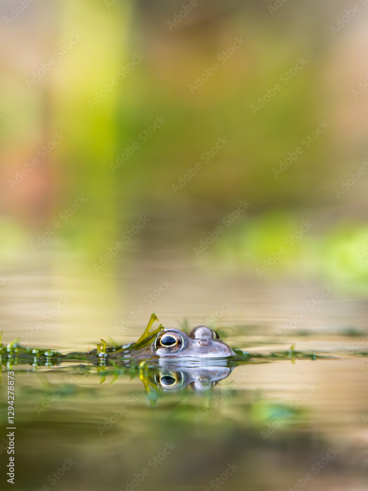 Close Up of a Common Frog Head in an Urban Pond