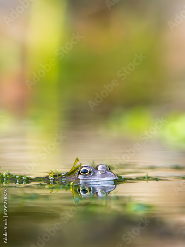 Obraz na płótnie Close Up of a Common Frog Head in an Urban Pond w salonie