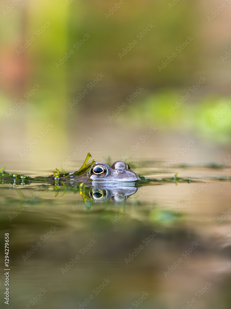 Close Up of a Common Frog Head in an Urban Pond