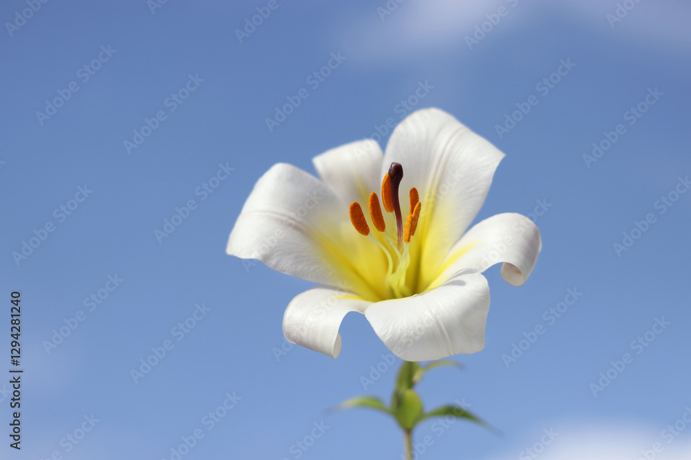 Close-up of a single Easter lily with pure white petals and vibrant stamens. A graceful floral composition representing purity, serenity, and rebirth. Close-up of a single Easter lily with pure white petals and vibrant stamens. A graceful floral composition representing purity, serenity, and rebirth.