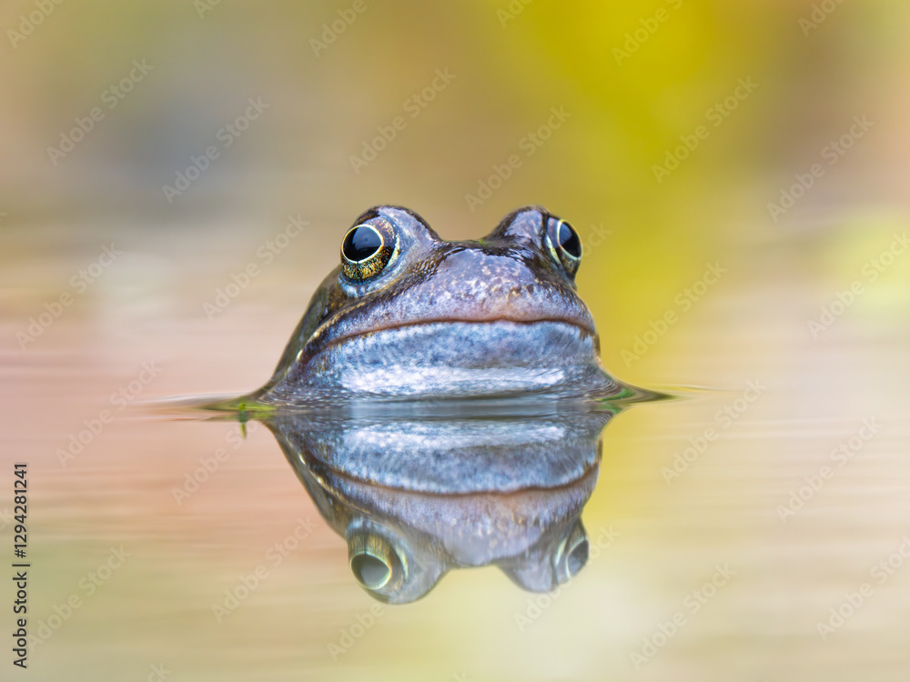 Close Up of a Common Frog Head in an Urban Pond