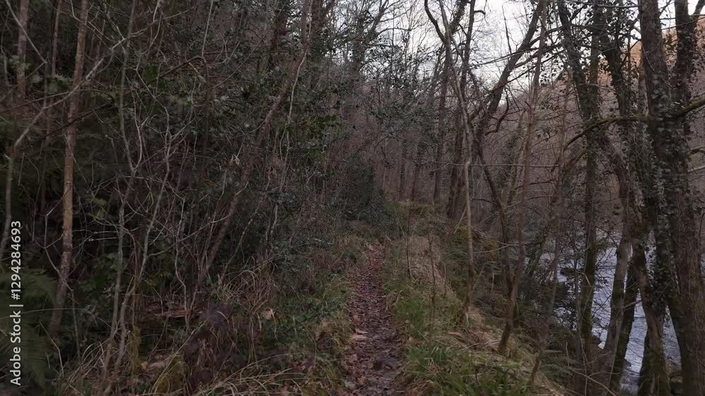 small path near wild river with trees small path near wild river with trees