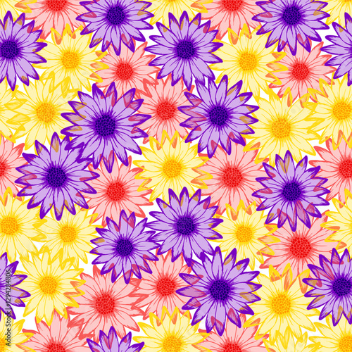 African daisy pretty summer repeat rapport. Sunflower blossom with transparen...