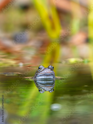 Close Up of a Common Frog Head in an Urban Pond