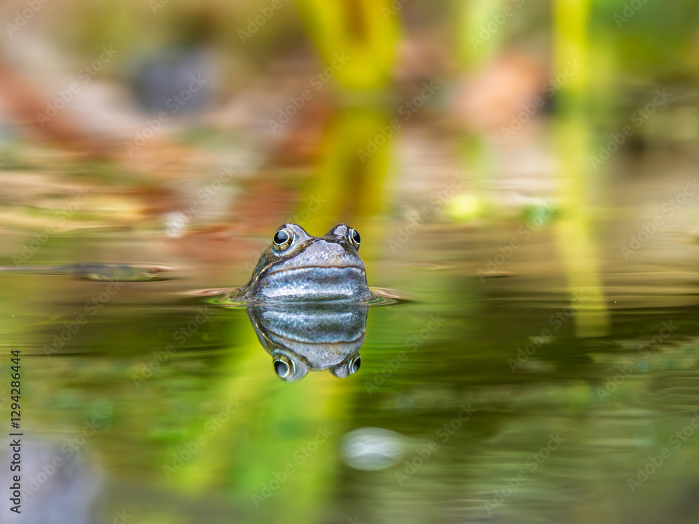 Close Up of a Common Frog Head in an Urban Pond