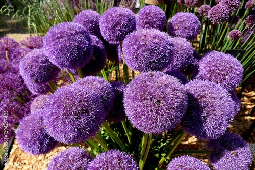 purple alliums