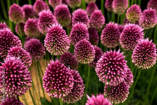 close up of a flower