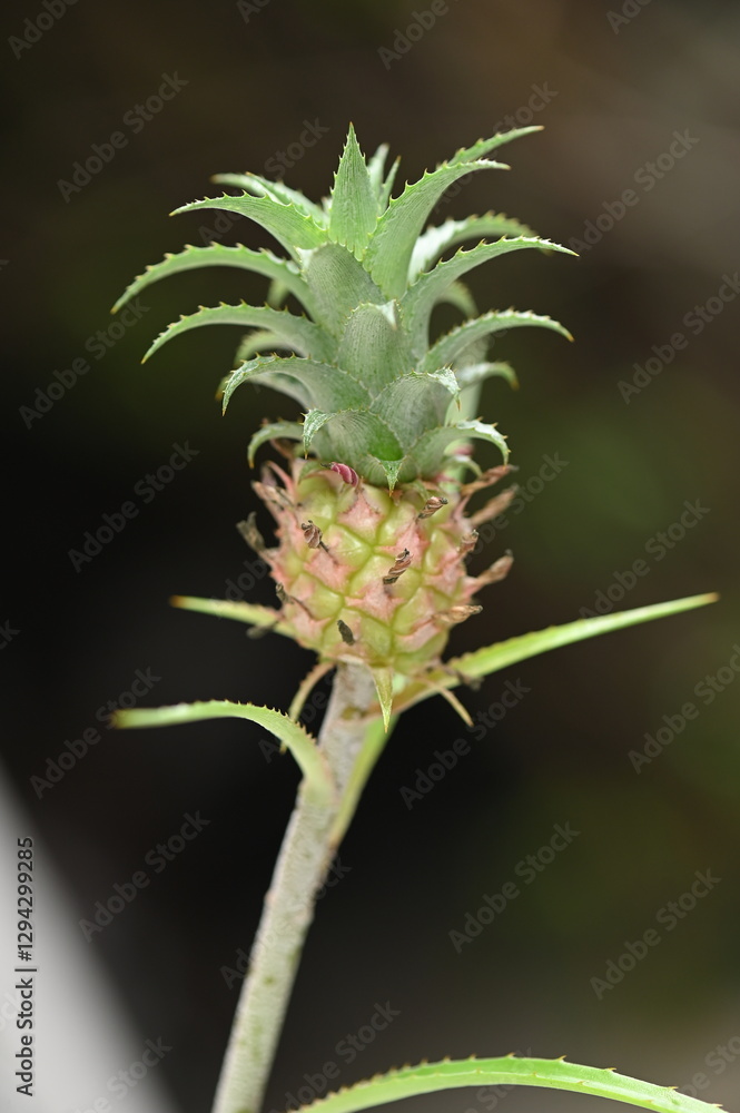 red flower garden pineapple delicate natural fruit