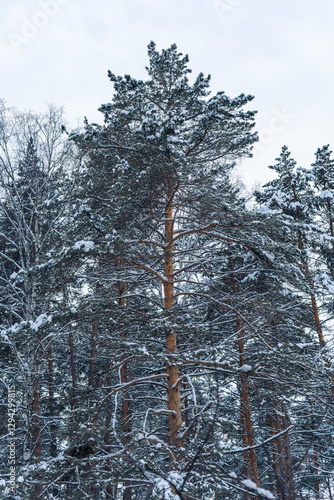 snow covered pine tree