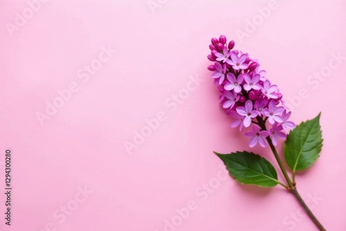 Delicate Lilac Blossom on a Soft Pink Background, a Perfect Springtime Image for Greeting Cards and Floral Designs