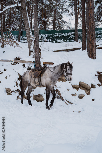horse in winter