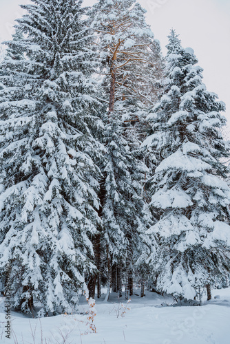 winter in the forest