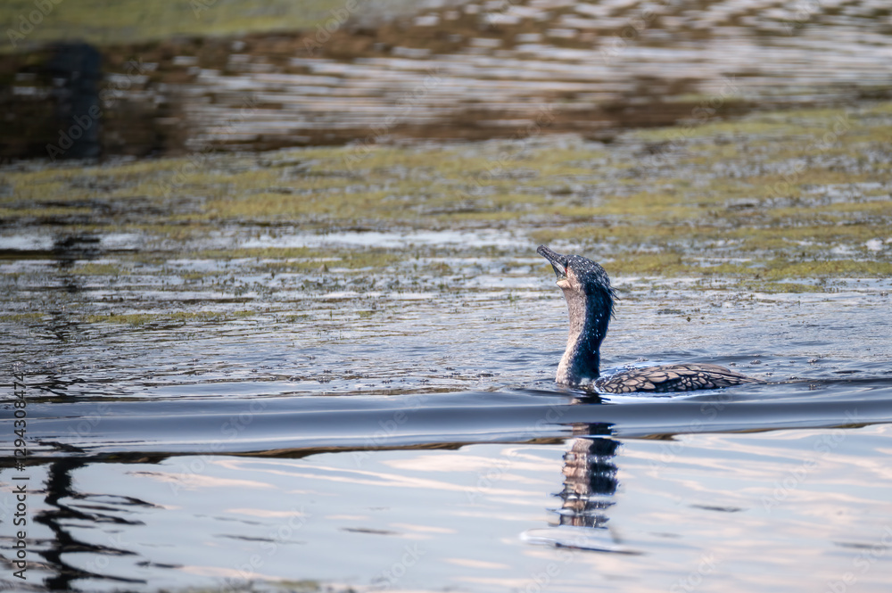 Obraz premium White Breasted Cormorant with head above water searching for food