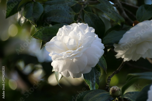 white rose flower