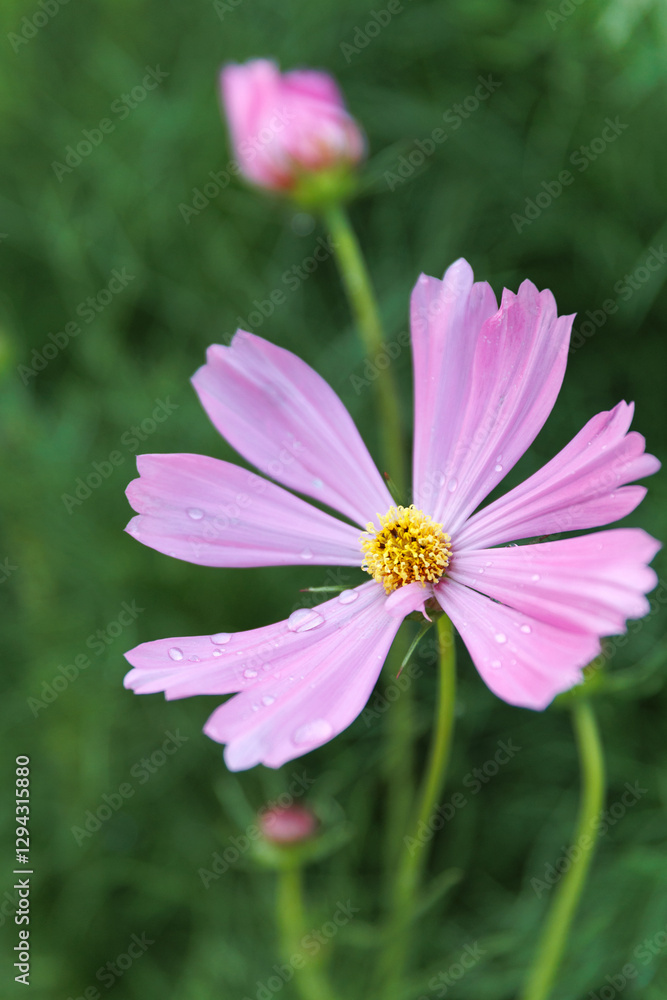 Summer pink, red or white Cosmos bipinnatus or garden cosmos flower, Mexican aster or cosmea , Asteraceae family, native to the Americas in the garden or landscape architecture design, wallpaper Summer pink, red or white Cosmos bipinnatus or garden cosmos flower, Mexican aster or cosmea , Asteraceae family, native to the Americas in the garden or landscape architecture design, wallpaper