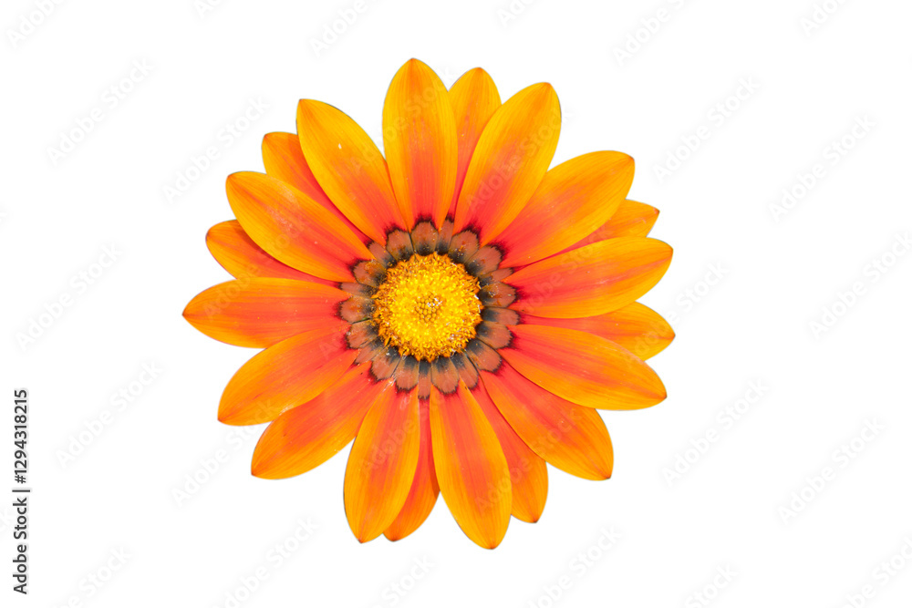 png.The photo shows a gazania flower Orange petals with a dark center and yellow stamens. png.The photo shows a gazania flower Orange petals with a dark center and yellow stamens.
