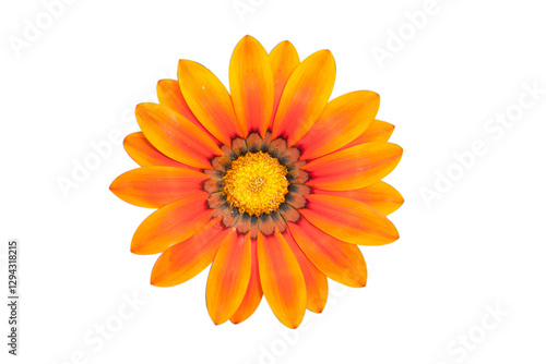 png.The photo shows a gazania flower Orange petals with a dark center and yellow stamens.