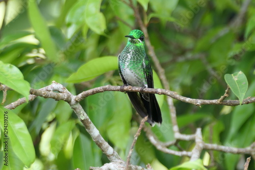 green hummingbird 