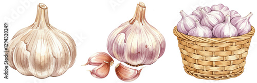 Fresh garlic bulbs in whole, cloves, and basket, watercolour style clipart collection, isolated on a transparent background