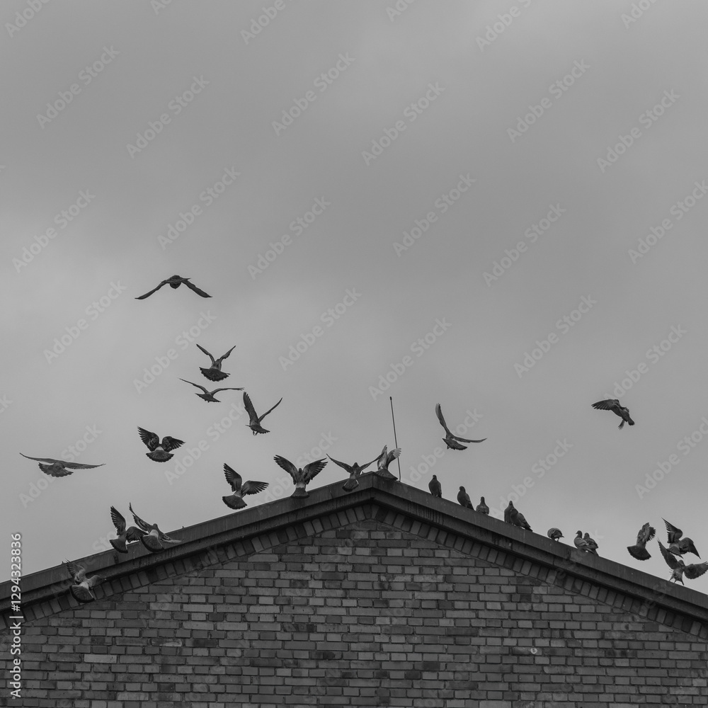 Pigeons Taking Flight Over Rooftops, fine art, minimal Pigeons Taking Flight Over Rooftops, fine art, minimal