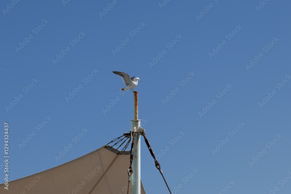a seagull flying over the blue sky a seagull flying over the blue sky