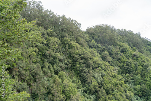 Принти на полотні The landscape with greenish and hills Madeira.