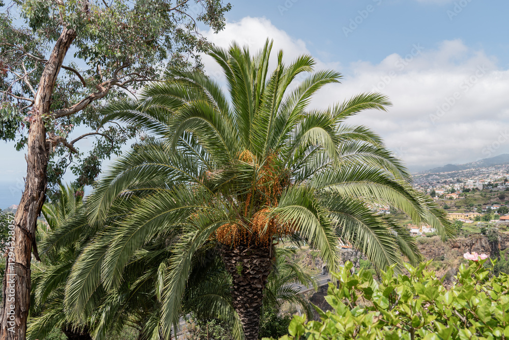 Obraz premium Palm tree and blue sky.