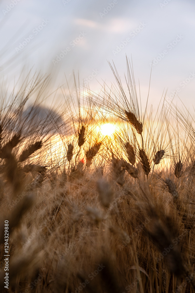 Beautiful scenery of harvesting wheat field on sunset colors, summer period Beautiful scenery of harvesting wheat field on sunset colors, summer period