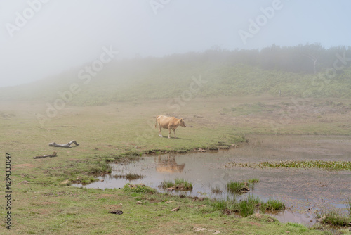 Cow standing in the fog on the grass with water.