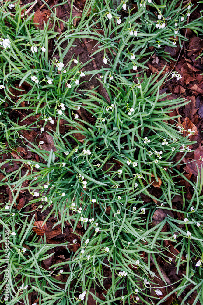 Top-down view of snowdrops blooming among fallen leaves on an overcast day, Germany, Augsburg, Haunstetten, 26.02.2025 Top-down view of snowdrops blooming among fallen leaves on an overcast day, Germany, Augsburg, Haunstetten, 26.02.2025