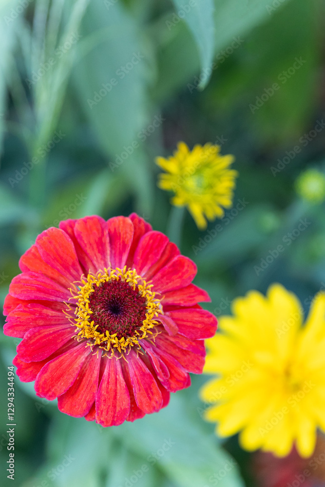 Spring summer red yellow pink flower or elegans or Zinnia violacea is an annual flowering plant in the family Asteraceae native to Mexico, in the garden and landshaft or landscape architecture design Spring summer red yellow pink flower or elegans or Zinnia violacea is an annual flowering plant in the family Asteraceae native to Mexico, in the garden and landshaft or landscape architecture design