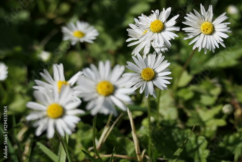daisies in the garden