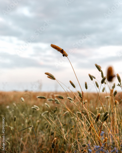 Beautiful scenery of harvesting wheat field on sunset colors, summer period