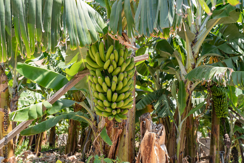 Beautiful green banana trees on a farm. 