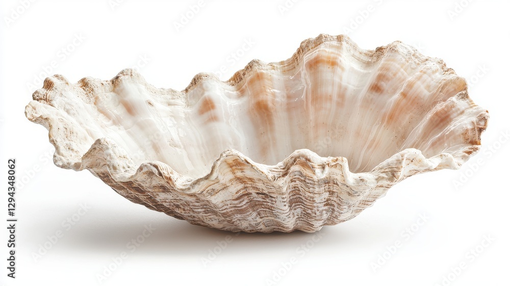 close-up of a uniquely textured seashell, showcasing intricate patterns and natural beauty close-up of a uniquely textured seashell, showcasing intricate patterns and natural beauty
