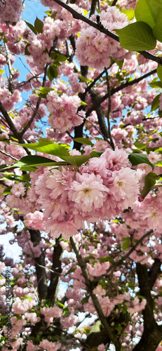 Vertical close-up photo of cherry blossoms