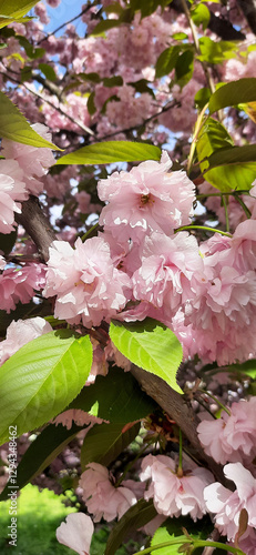 Vertical close-up photo of cherry blossoms on the street