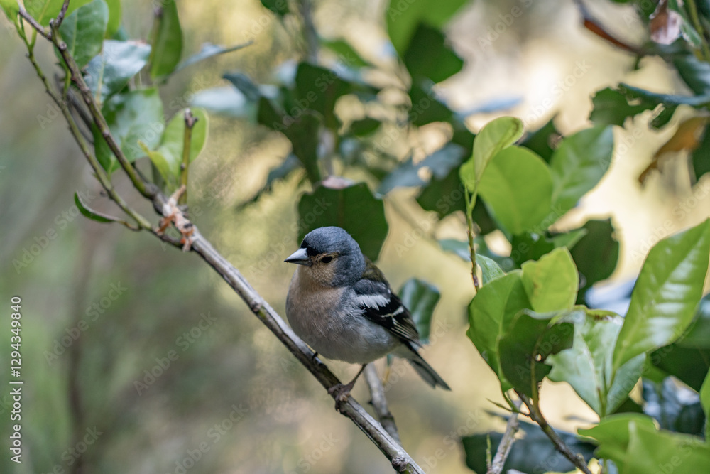 Fototapeta premium Cute little bird on the Madeira island.