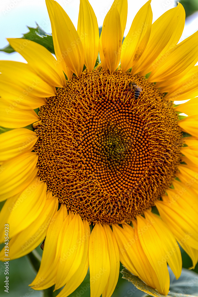 Naklejka premium Close up photo of the common sunflower or Helianthus annuus is harvested for its edible oily seeds or snack food. Farm, cultivation and oil industry