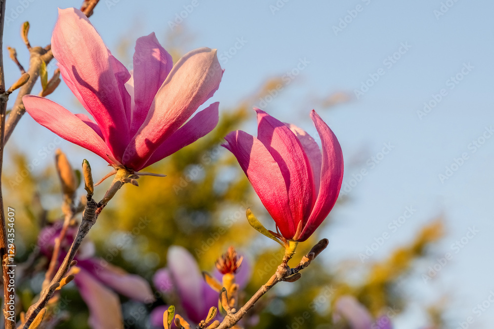 Fototapeta premium Pink Magnolia liliiflora is a small tree cultivated in China and also Japan. Mulan, purple, red, lily, tulip, Japanese magnolia and woody-orchid, in the garden or landscape architecture design