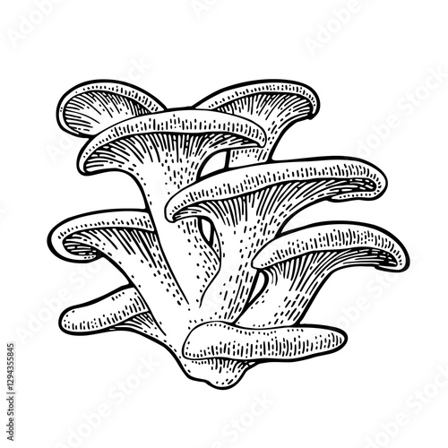 Mushroom oyster. Vintage monochrome black vector engraving illustration isolated on white. Hand drawn design element