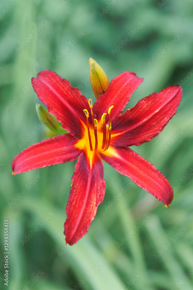 Fototapeta premium Close up photo of a beautiful Red Hemerocallis minor flower common Daylily beautiful flower in the garden and landshaft design