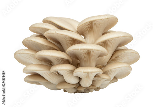 Isolated Oyster Mushrooms Cluster, Fresh and Delicate