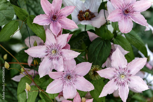 Close up pink climbing flower Clematis hagley hybrid Ranunculaceae family, in the garden or landscape architecture design