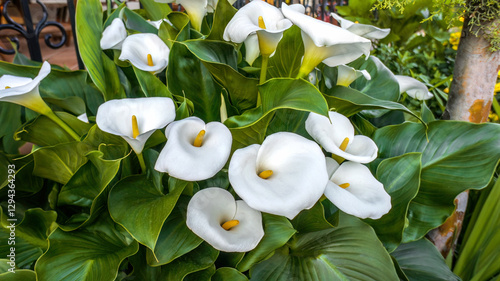 Beautiful white flower of Zantedeschia aethiopica or calla arum lily, family Araceae, native to southern Africa, the garden and landshaft landscape architecture design, Wedding and church decoration