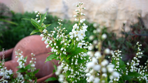 Deutzia gracilis, the slender deutzia or Japanese snow white flower, species in the hydrangea family Hydrangeaceae, native to Japan, in the garden and landshaft design photo