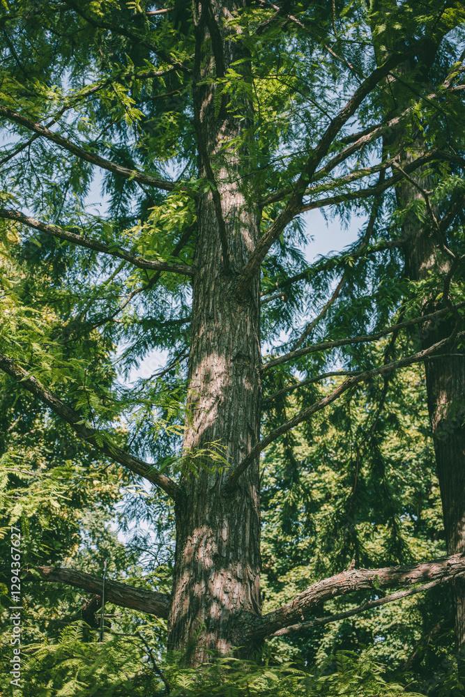 Fototapeta premium A large, mature evergreen tree with textured bark and sprawling branches in a lush forest setting.